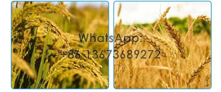 Применимая пшеница, рис