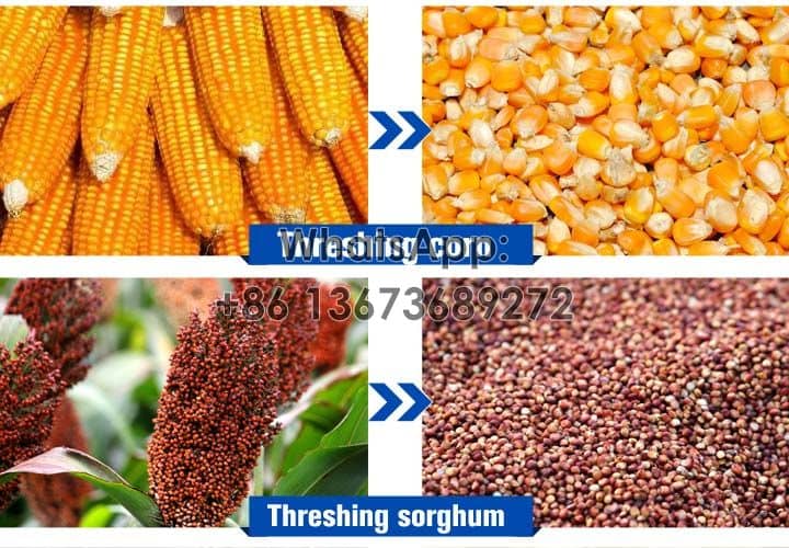 Corns and sorghum