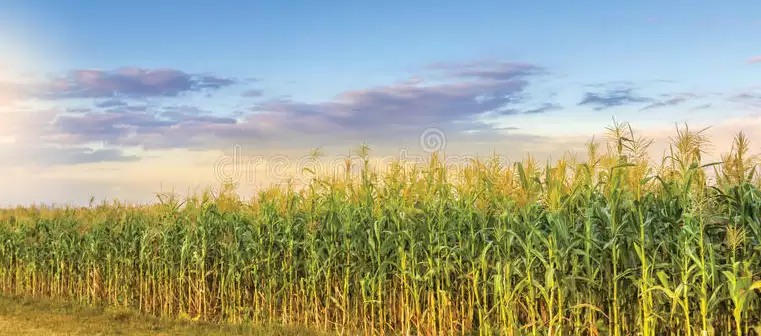 Ladang jagung