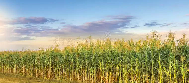 Corn fields