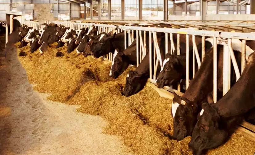 Silage and cattle farming