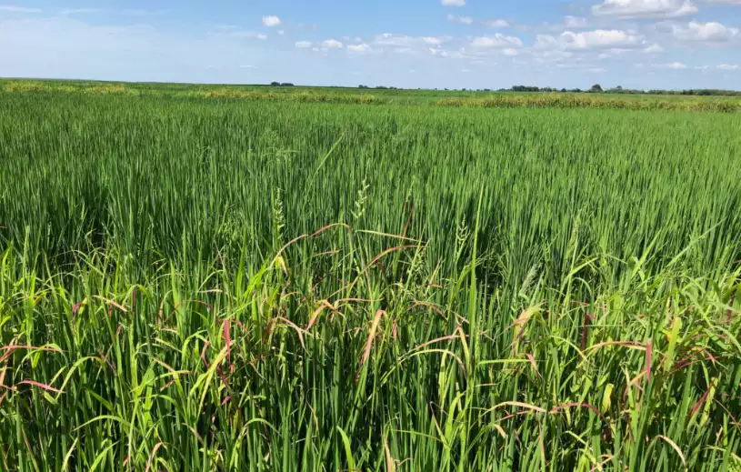 Rice farming