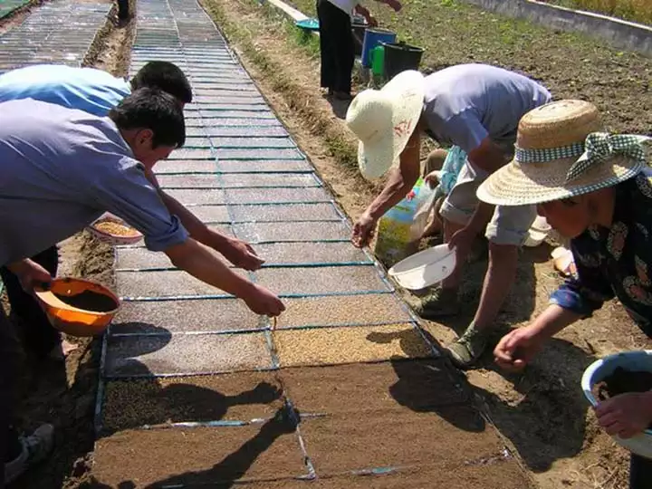 manual seedlings raising