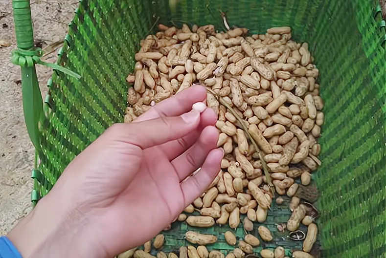 Kacang kacangan