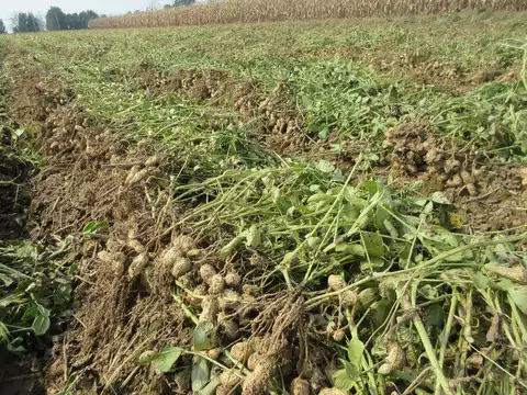 Cacahuetes con plántulas