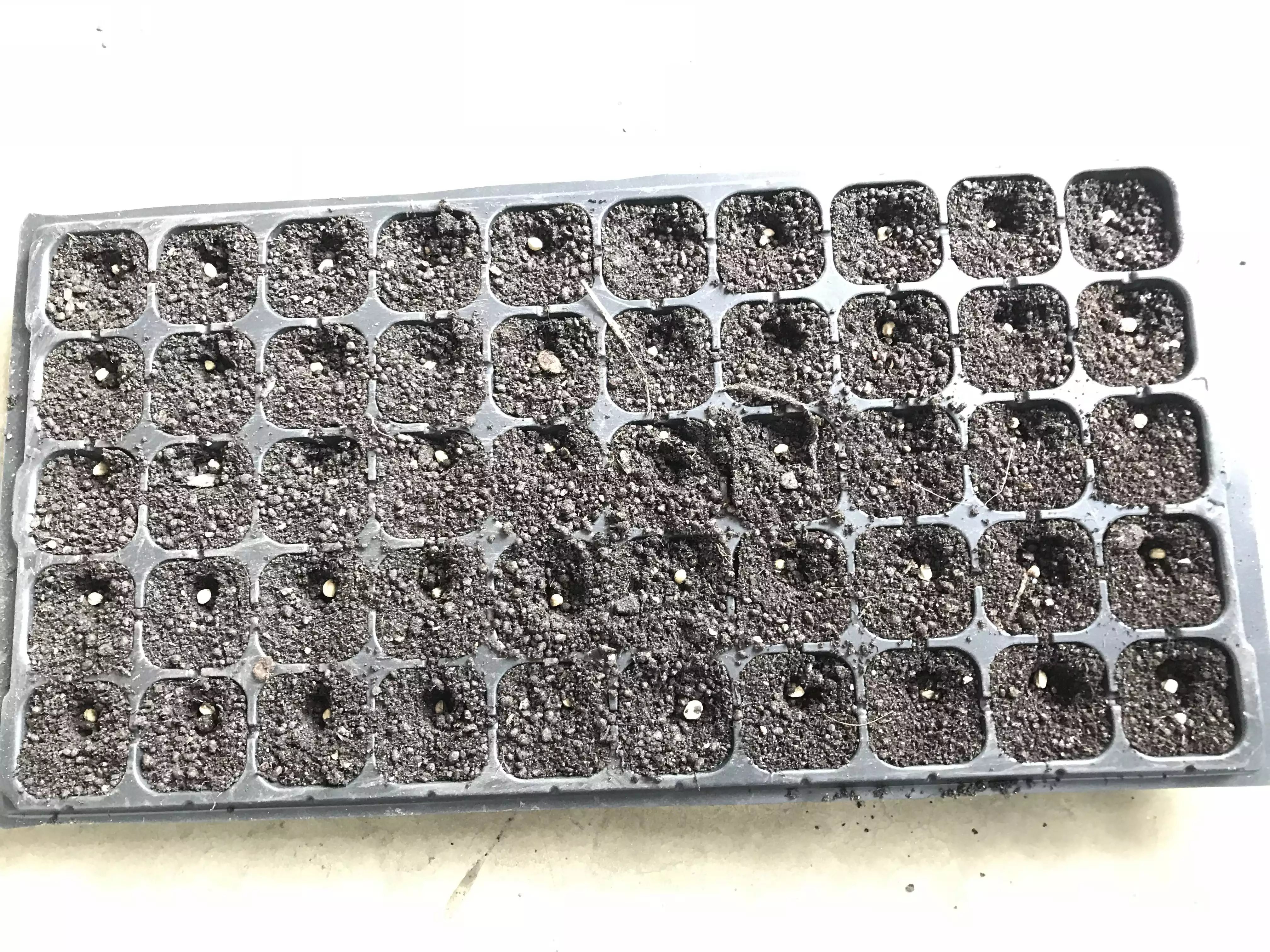 Seedling trays