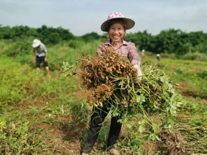 Bom efeito de colheita de plantas de amendoim