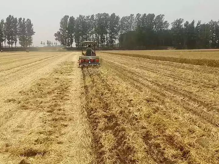 Menanam kacang tanah