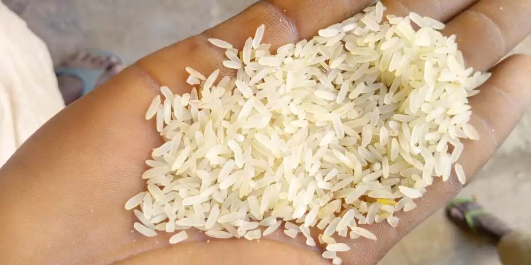 White rice produced by rice mill plant