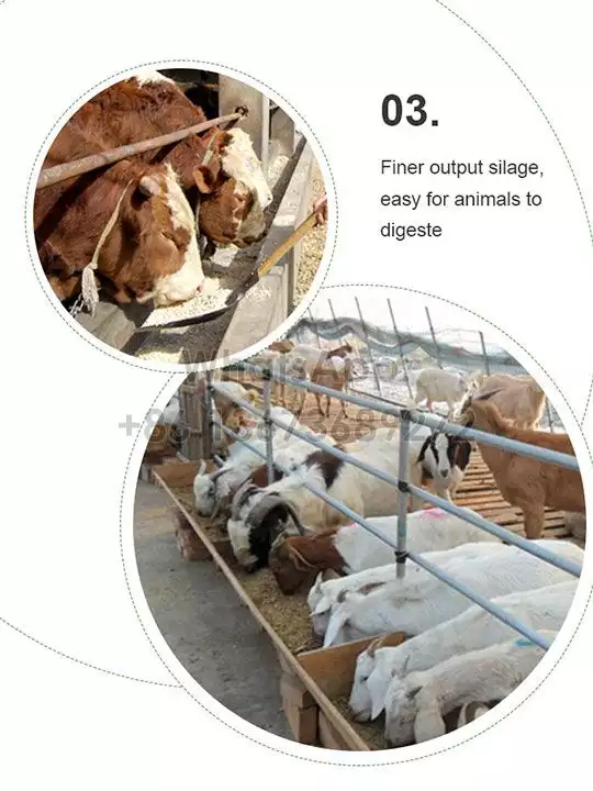 Более мелкий силос, производимый кормосмесителями для крупного рогатого скота