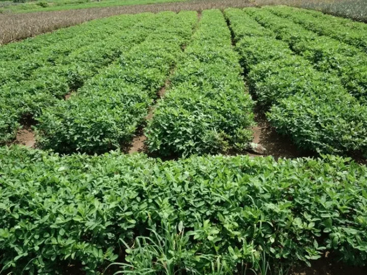 Groundnut farming in nigeria