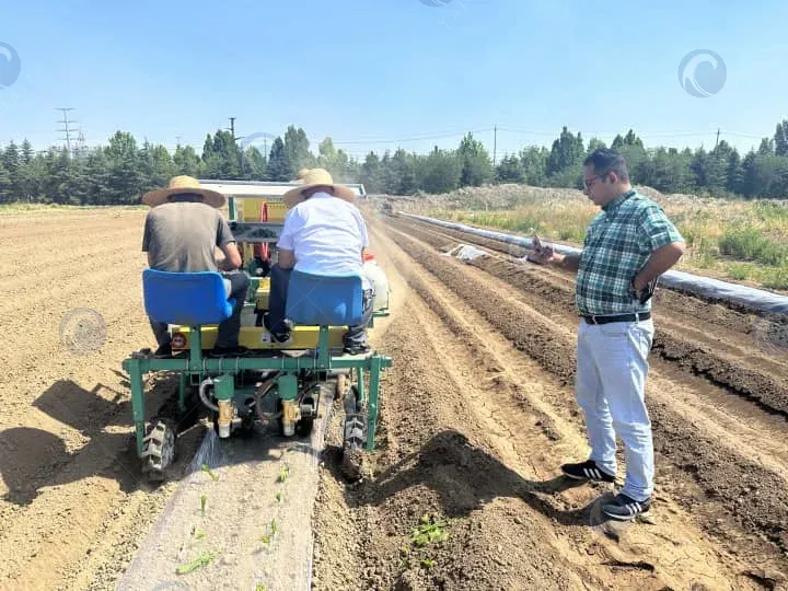 Seedlings transplanting effect show