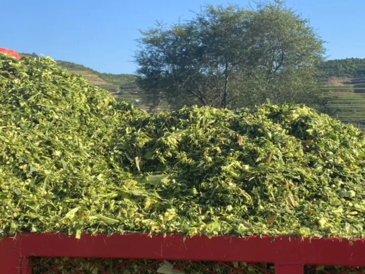 измельченный силос