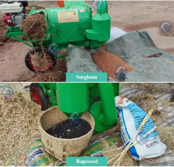 multi crop thresher for sorghum and rapeseed