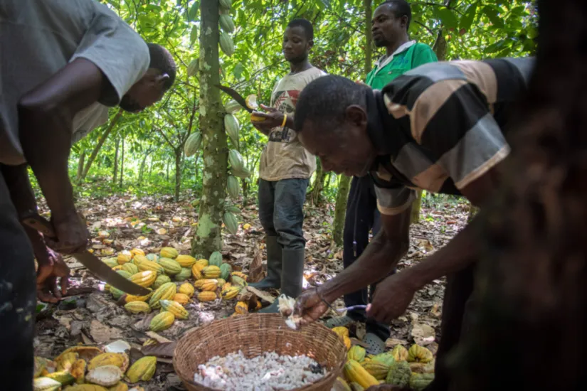 ladang koko dan pembukaan manual