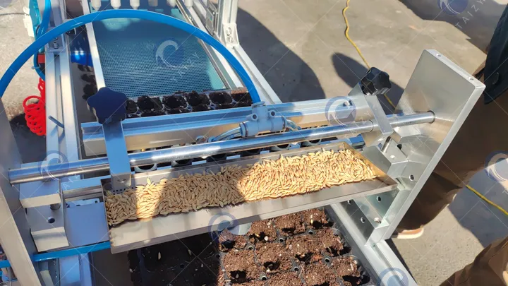 การหว่านเมล็ดพันธุ์