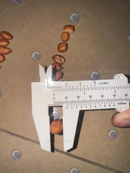 peanut groundnut size
